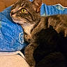animal, bed, black_cat, blanket, cat, companion, cozy, cute, domestic_animal, eyes, feline, fur, indoor, pet, resting, sleeping_area, soft, tabby_cat, warm, whiskers