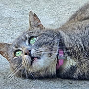 Meadow is registered to the contest to win money with this photo: cat, gray_tabby, green_eyes, whiskers, pink_collar, lying_down, concrete, close_up, pet, fur, animal, domestic_cat, curious, outdoor, face, ears, nose, mouth, portrait, relaxed
