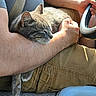 Meadow joined the competition — help win amazing prizes! cat, tabby_cat, sleeping, person, arm, hand, steering_wheel, car_interior, shorts, seatbelt, sunlight, relaxation, pet, feline, closeup, casual_clothing, resting, vehicle, transportation, comfort