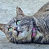 cat, gray_tabby, green_eyes, collar, pink_collar, whiskers, fur, close_up, animal, pet, laying_down, concrete, outdoor, curious, expression, face, ears, nose, mouth, portrait