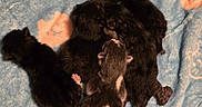 Meadow is registered to the contest to win money with this photo: animal, baby, black, blanket, cozy, cute, cute_animal, fur, group, indoor, kitten, mammal, newborn, pattern, pet, resting, sleeping, small, soft, white