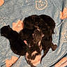 animal, baby, black, blanket, cozy, cute, cute_animal, fur, group, indoor, kitten, mammal, newborn, pattern, pet, resting, sleeping, small, soft, white