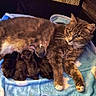 animal, baby, blanket, cat, closeup, comfort, cute, domestic, family, feline, fur, indoor, kitten, mother_cat, newborn, nursing, pet, resting, sleeping, warm