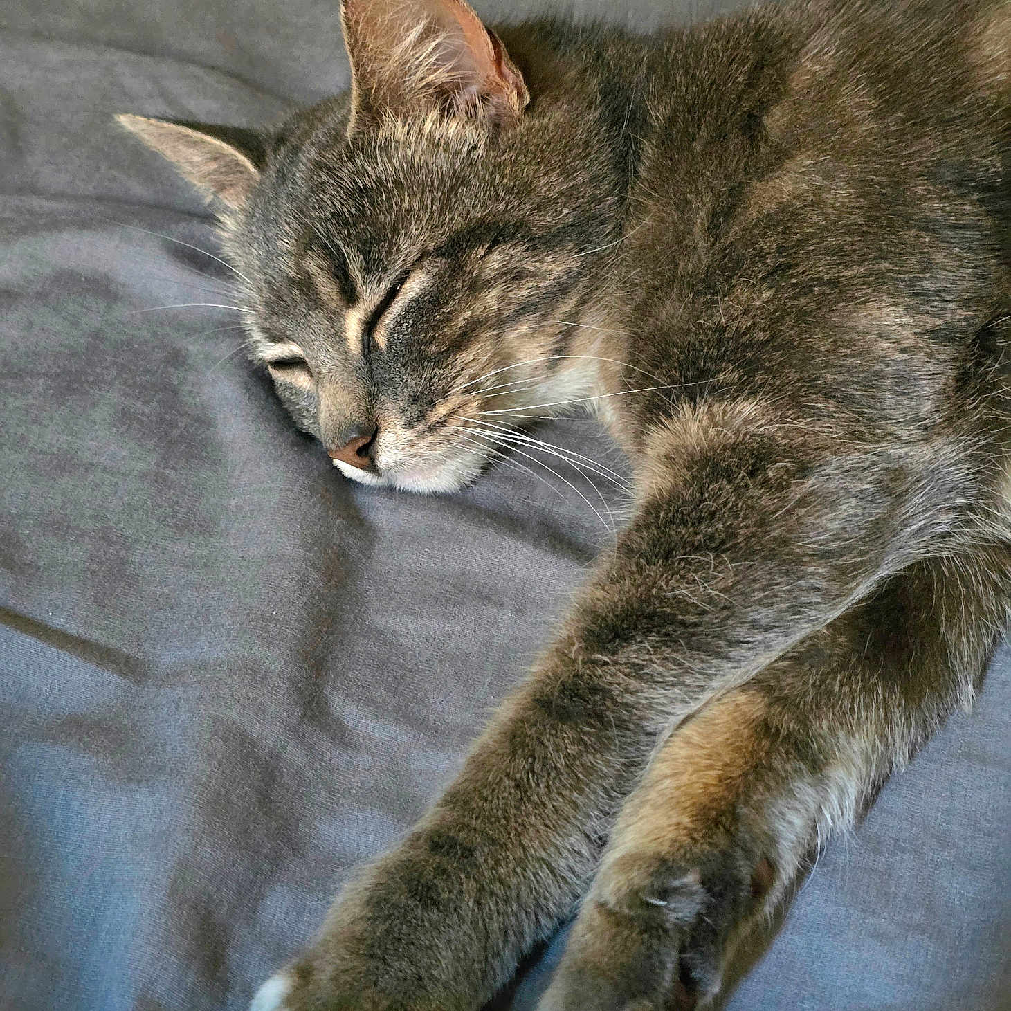 Meadow joined the competition — help win amazing prizes! cat, tabby, sleeping, paws, fur, whiskers, relaxed, cozy, indoor, bed, blanket, pet, animal, feline, cute, resting, closeup, soft, gray, domestic_cat