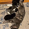 animal, black_kitten, carpet, cat, cozy, cute, feline, fur, gray_kitten, indoor, kitten, mother_cat, motherhood, nursing, pet, resting, sleeping, small_kittens, tabby_cat, wood_floor