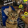 animal, bell, birthday, blue, brown, cat, chair, collar, flowers, furniture, green_eyes, home, indoor, pet, portrait, rug, sitting, sunflowers, tabby_cat, text_overlay