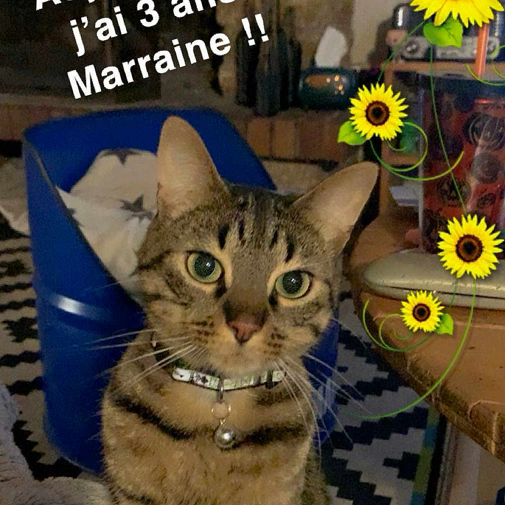 Serge