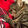 blanket, cat, closed_eyes, couch, cozy, cute, ears, feline, green_blanket, indoors, paws, pet, red_blanket, relaxed, sleeping, striped_fur, tabby_cat, text_overlay, whiskers, 寝姿