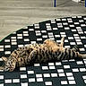 animals, belly_up, cats, ears, feline, floor, fur, green_eyes, home, indoor, lying_down, patterned_rug, pets, playful, relaxed, rug, striped, tabby_cats, whiskers, wrestling