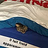 Serge participe au concours pour gagner de l'argent avec cette photo : cat, tabby_cat, sleeping, peeking, blanket, bed, bedding, blue, white, cozy, indoors, bedroom, furniture, text_overlay, french_text, emoji, winter, cold, funny, portrait