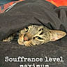 Serge a rejoint le concours — aidez-le/la à gagner de superbes lots ! cat, tabby_cat, sleepy, tired, face, eyes, whiskers, pink_nose, fur, blanket, black_blanket, bed, bedding, bedroom, indoor, cozy, portrait, lying_down, funny, text_overlay