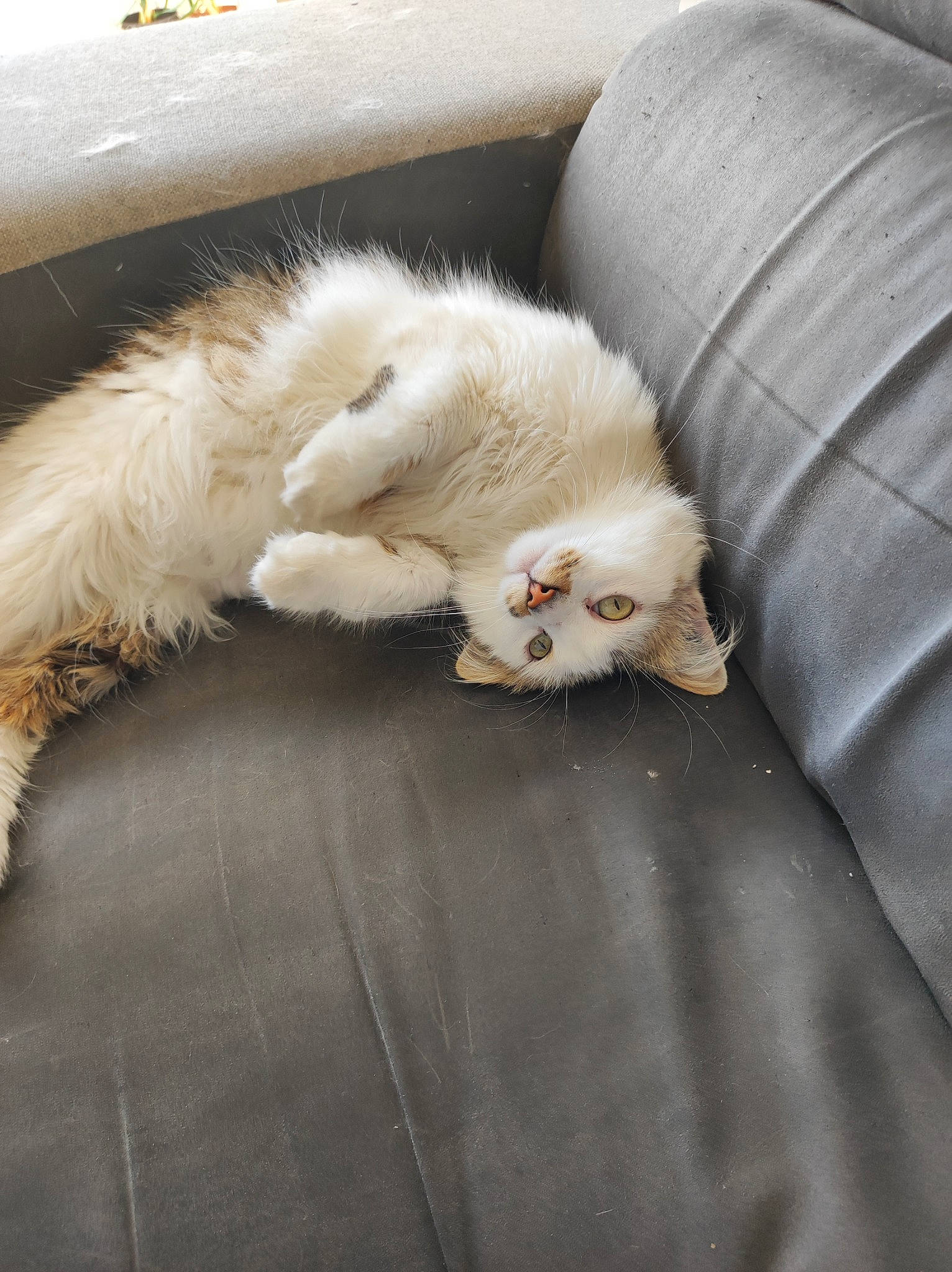 Noe participe au concours pour gagner de l'argent avec cette photo : canidae, carnivore, cat, claw, comfort, companion_dog, couch, domestic_short_haired_cat, fawn, felidae, foot, fur, grey, paw, small_to_medium_sized_cats, snout, tail, terrestrial_animal, whiskers, wood