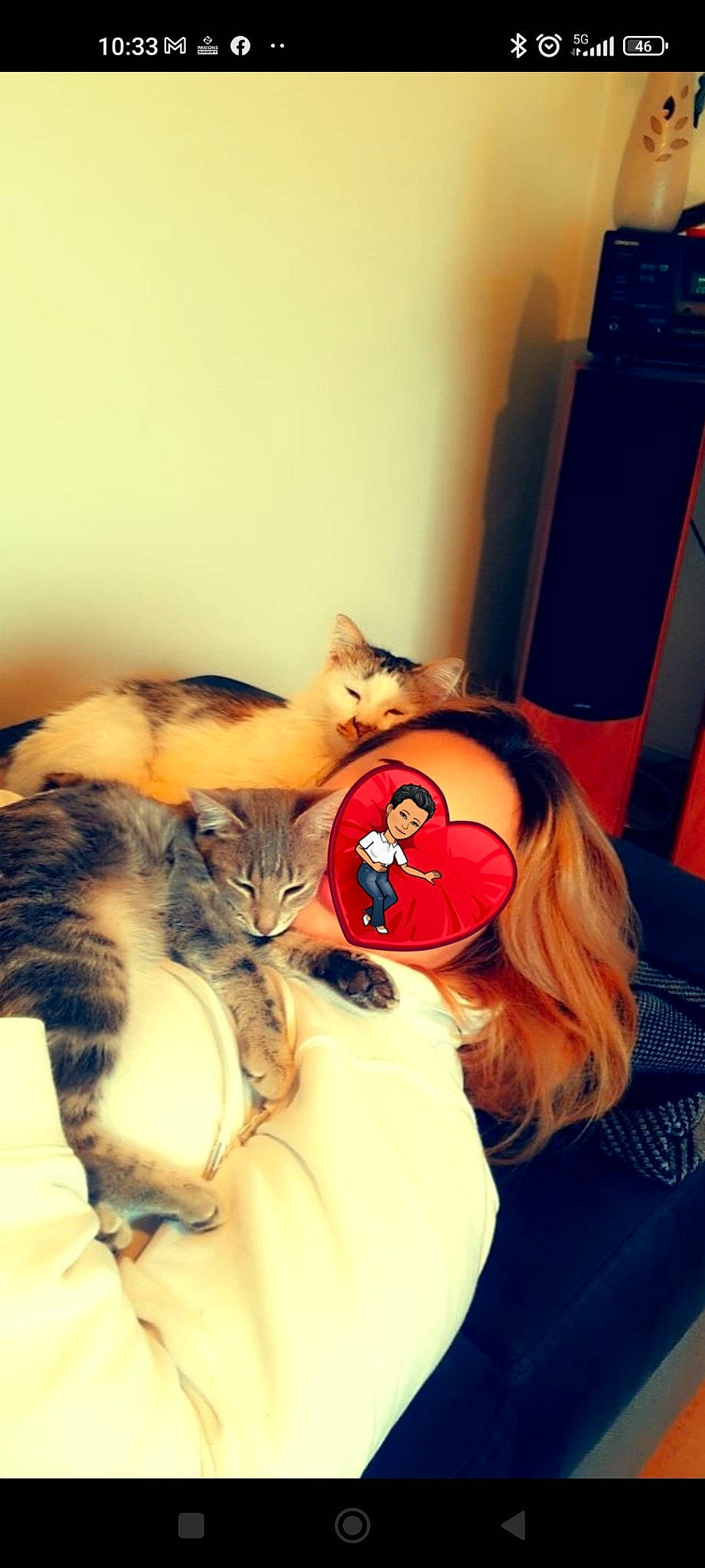 Noe participe au concours pour gagner de l'argent avec cette photo : bed, carnivore, cat, comfort, domestic_short_haired_cat, ear, eyewear, fawn, felidae, fur, happy, lap, paw, room, small_to_medium_sized_cats, tail, toy, vertebrate, vision_care, whiskers