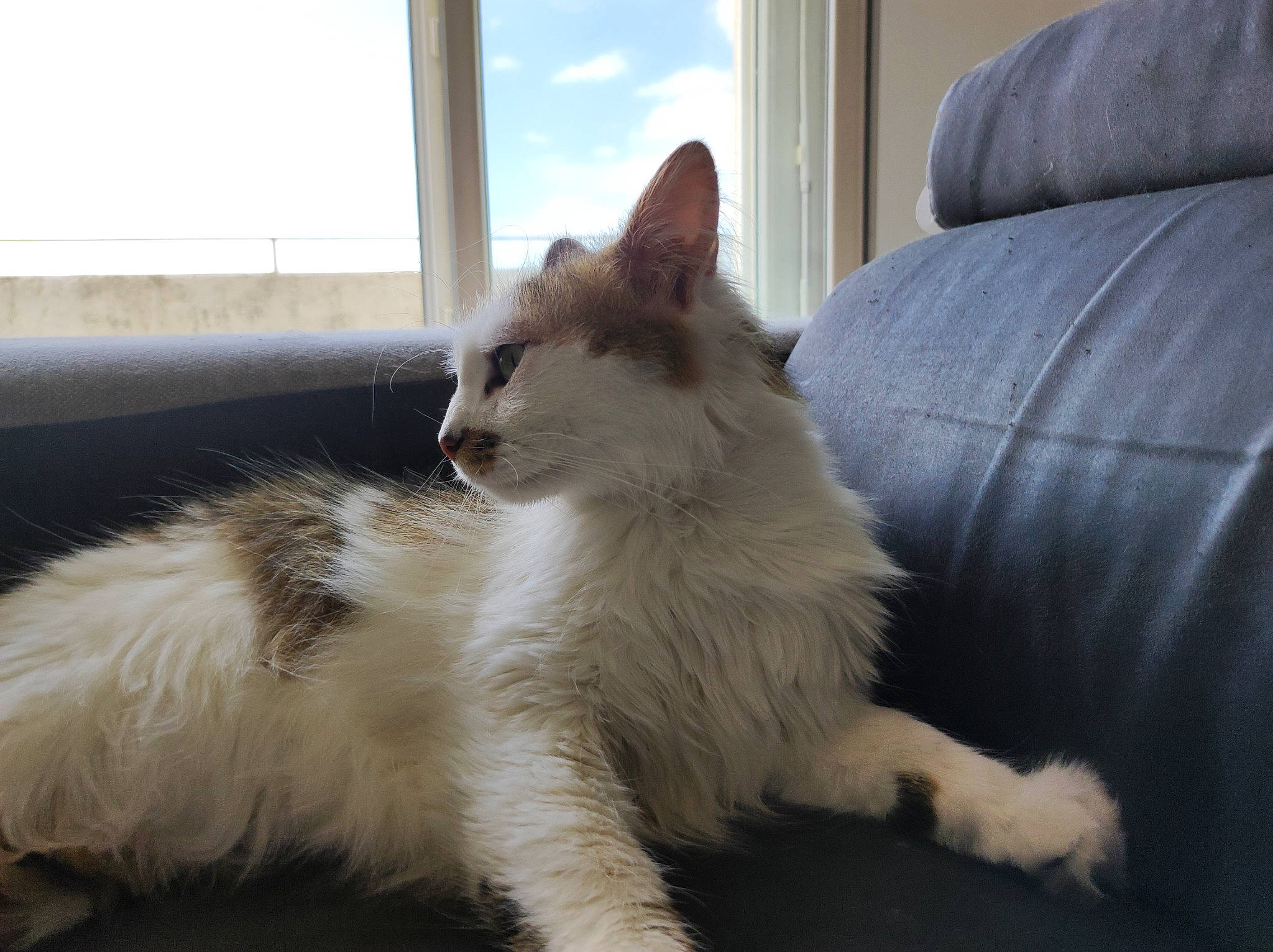 Noe a rejoint le concours — aidez-le/la à gagner de superbes lots ! carnivore, cat, claw, comfort, couch, domestic_short_haired_cat, felidae, flooring, foot, fur, hardwood, paw, sky, small_to_medium_sized_cats, snout, tail, whiskers, window, window_blind, wood