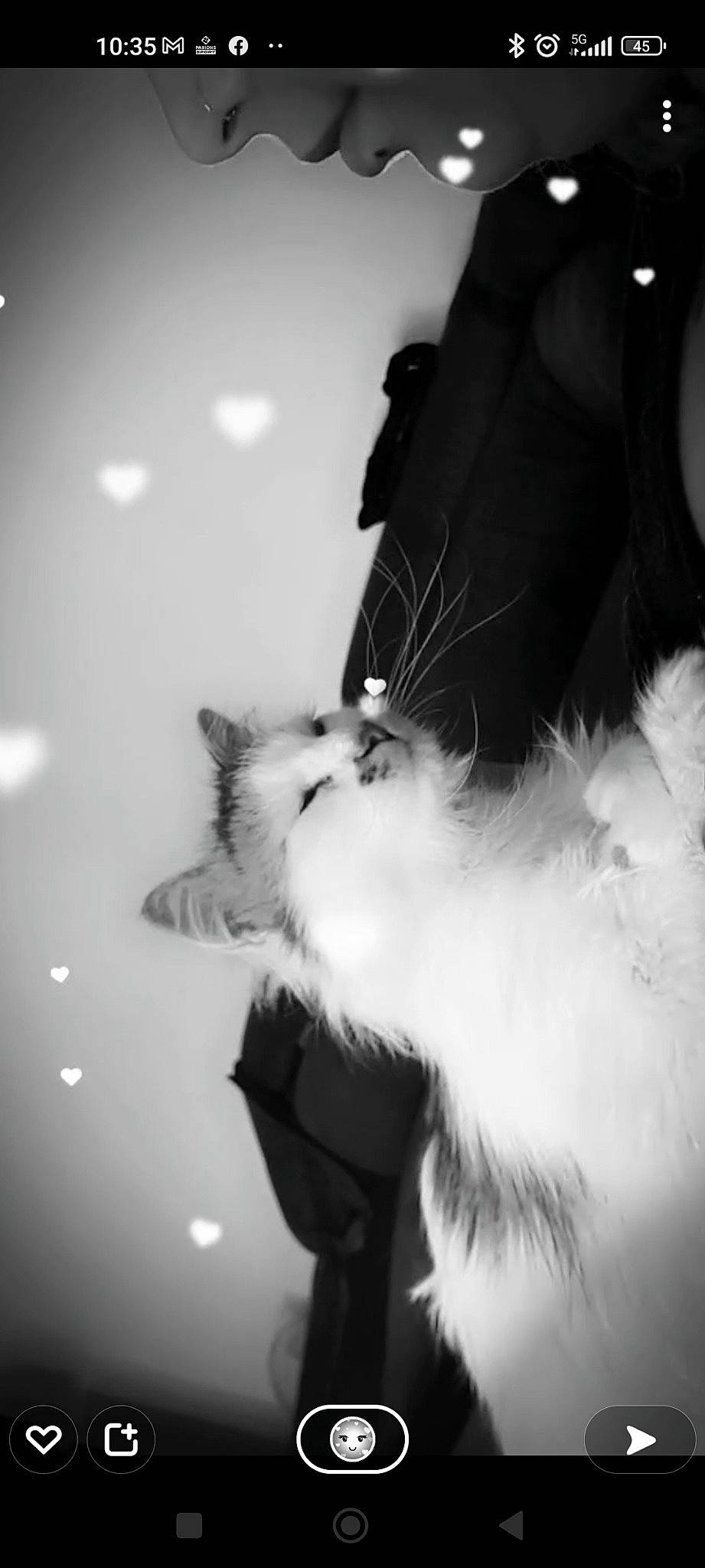 Noe participe au concours pour gagner de l'argent avec cette photo : black_and_white, carnivore, cat, close_up, companion_dog, dog_breed, felidae, flash_photography, gesture, happy, monochrome, monochrome_photography, paw, sky, small_to_medium_sized_cats, snout, style, tail, tints_and_shades, whiskers