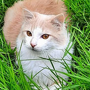 Simba joined the competition — help win amazing prizes! animal, cat, closeup, cute, domestic_animal, ears, eyes, feline, fur, grass, greenery, mammal, nature, outdoor, pet, relaxing, resting, soft, whiskers, wildlife