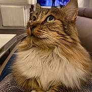 Agathe participe au concours pour gagner de l'argent avec cette photo : cat, close_up, couch, cozy, curious, curtains, domestic_animal, fluffy, fur, furniture, green_eyes, indoor, living_room, paws, pet, portrait, resting, television, whiskers, window