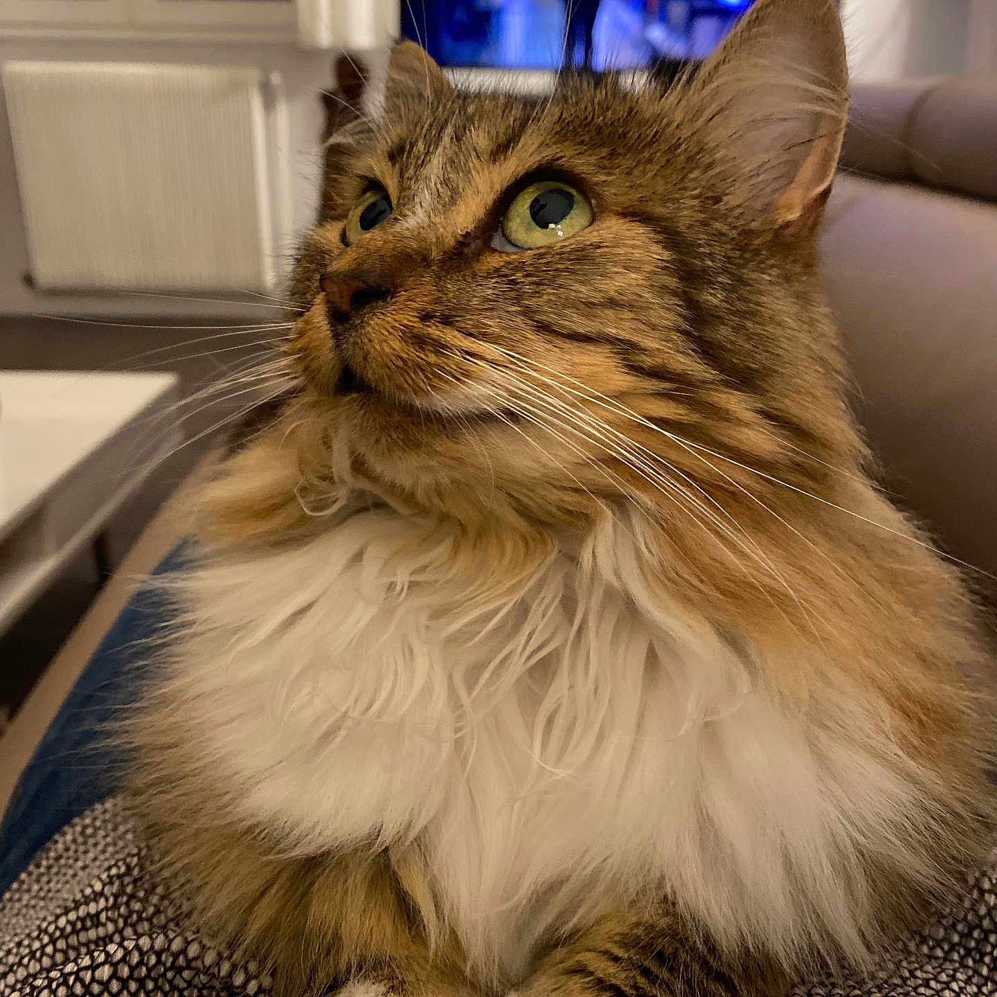 Agathe participe au concours pour gagner de l'argent avec cette photo : cat, close_up, couch, cozy, curious, curtains, domestic_animal, fluffy, fur, furniture, green_eyes, indoor, living_room, paws, pet, portrait, resting, television, whiskers, window