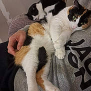 Tiki participe au concours pour gagner de l'argent avec cette photo : cat, cats, calico_cat, black_and_white_cat, pet, sleeping, resting, lap, person, hand, feline, indoor, cozy, relaxed, animal, soft, fur, couch, blanket, home