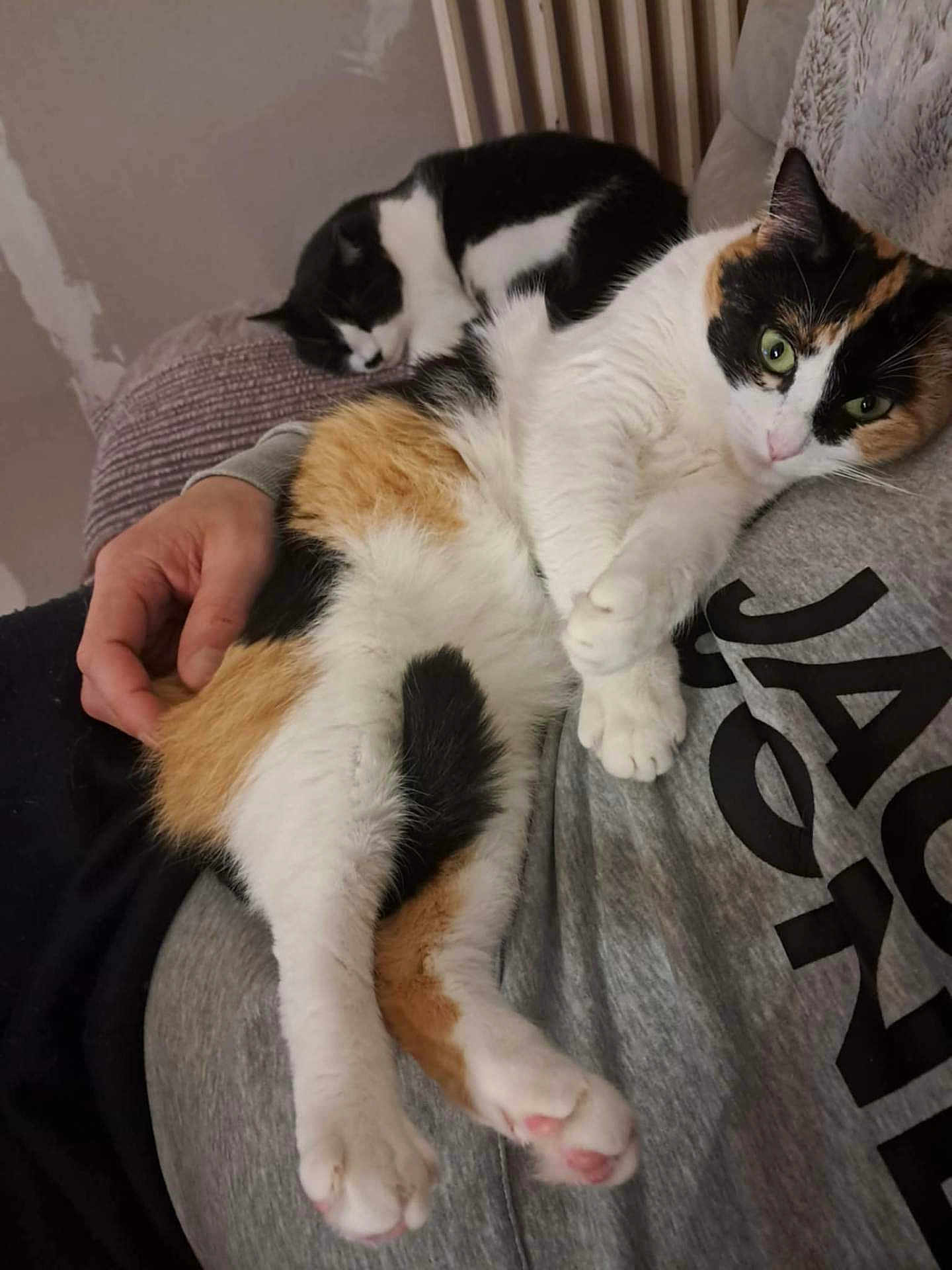 Tiki participe au concours pour gagner de l'argent avec cette photo : cat, cats, calico_cat, black_and_white_cat, pet, sleeping, resting, lap, person, hand, feline, indoor, cozy, relaxed, animal, soft, fur, couch, blanket, home