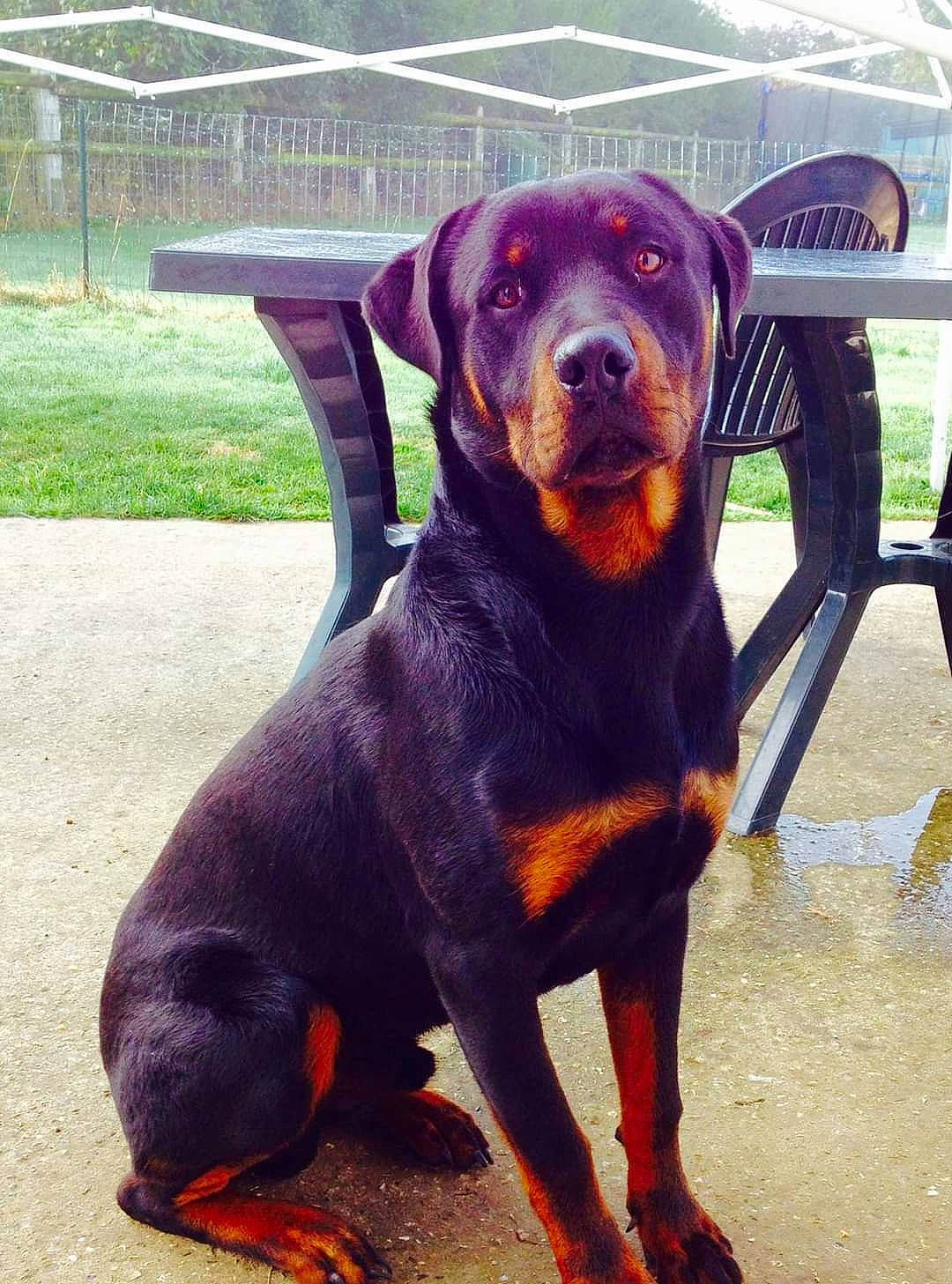 Lion participe au concours pour gagner de l'argent avec cette photo : alpine_dachsbracke, canidae, carnivore, chair, companion_dog, dog, dog_breed, fawn, fence, guard_dog, hound, hunting_dog, liver, metal, sporting_group, terrestrial_animal, windshield, working_animal, working_dog