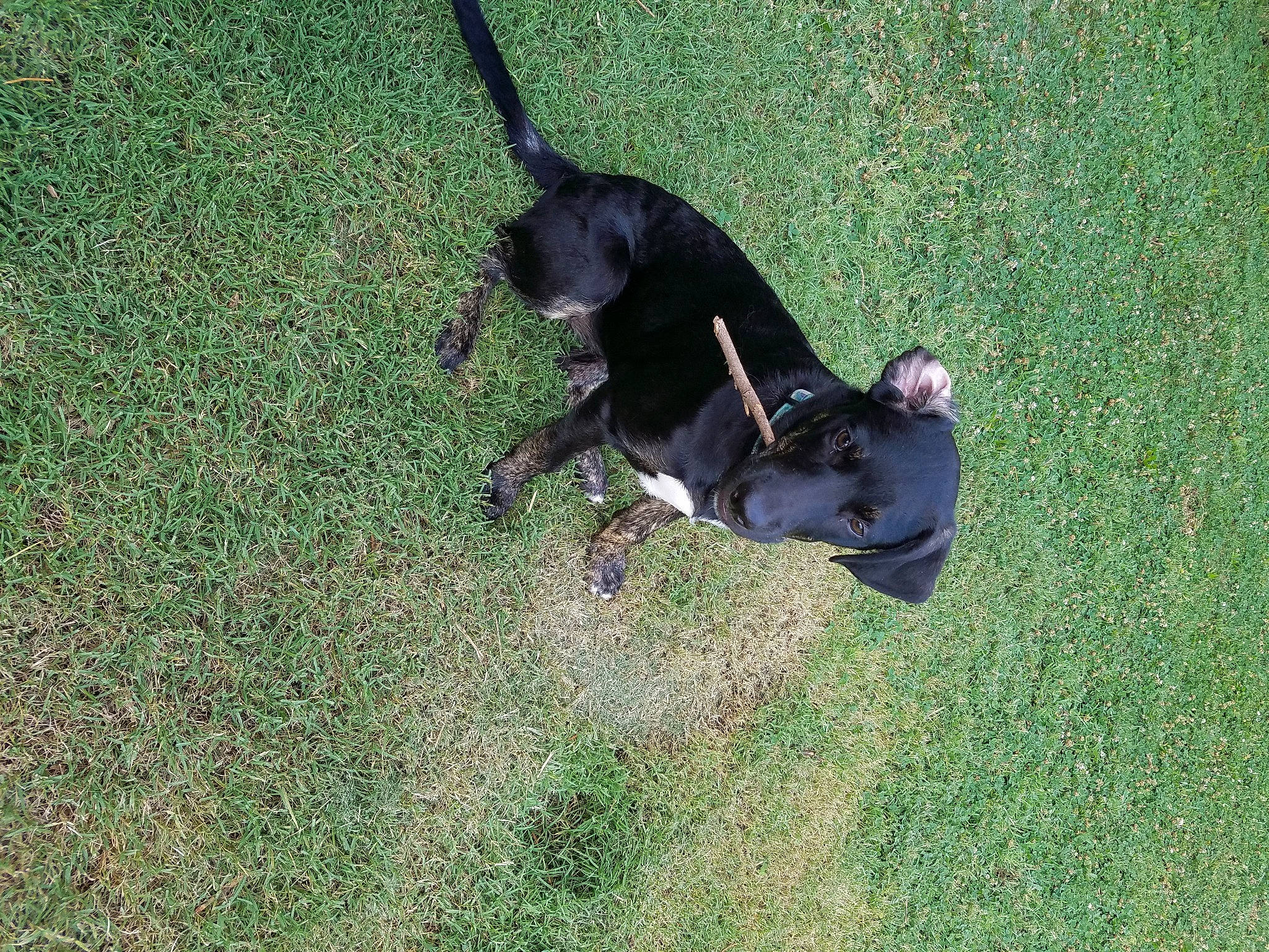 Kairi joined the competition — help win amazing prizes! canidae, carnivore, dog, dog_breed, grass, hunting_dog, patterdale_terrier, sporting_group, tail