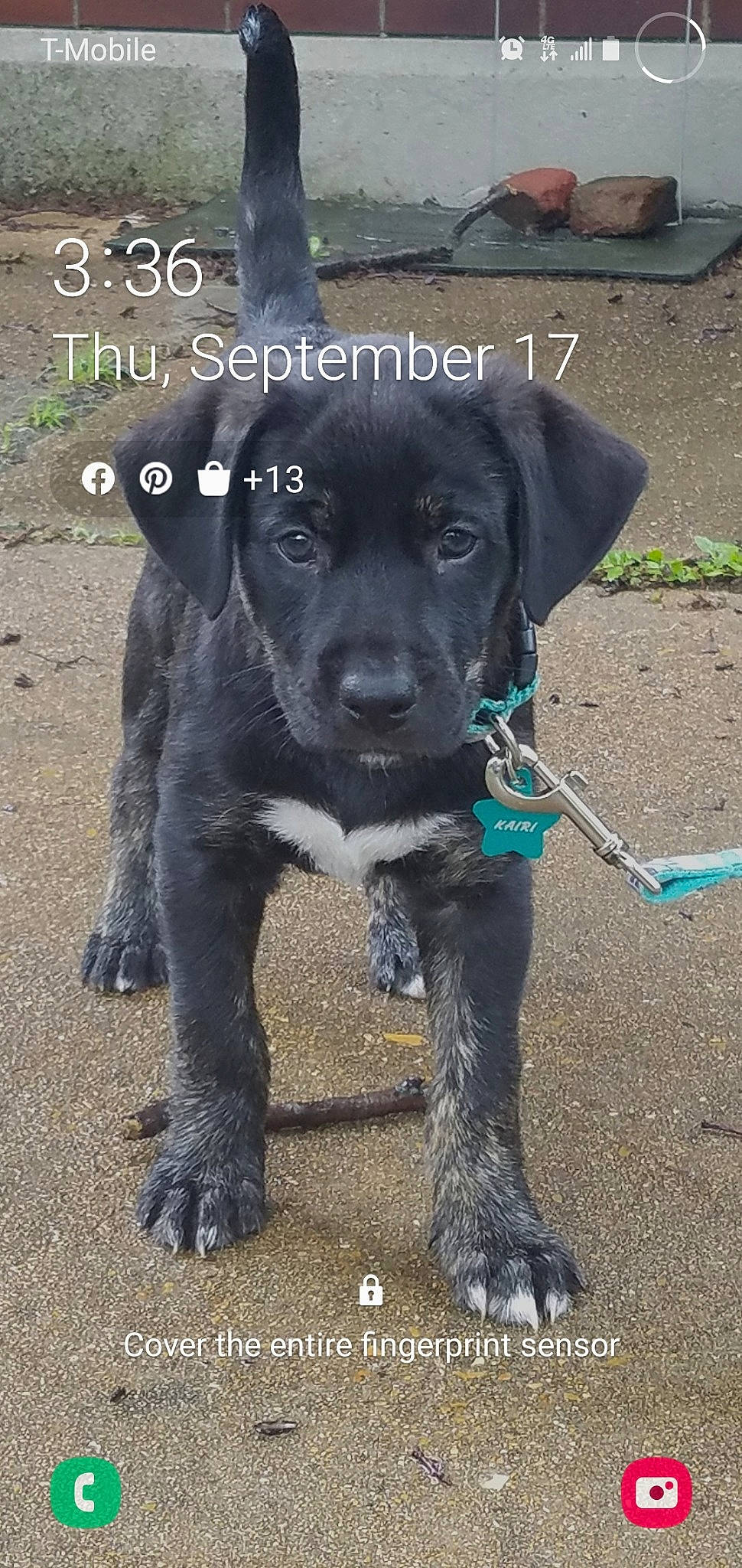 Kairi is registered to the contest to win money with this photo: beagador, borador, canidae, carnivore, dog, dog_breed, hunting_dog, labrador_retriever, patterdale_terrier, puppy, rare_breed_dog, snout, sporting_group