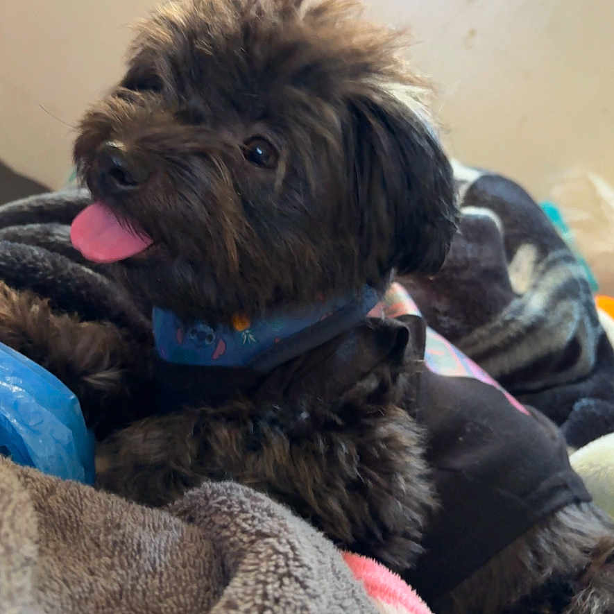 Princess Slimer joined the competition — help win amazing prizes! animal, black_dog, blanket, collar, companion, cozy, cute, cute_pet, dog, domestic_animal, fluffy, fur, fur_texture, happy, indoor, pet, playful, resting, tongue, tongue_out