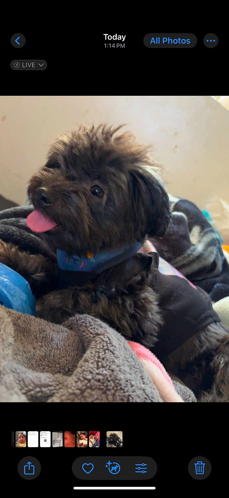 Princess Slimer joined the competition — help win amazing prizes! dog, black_dog, tongue_out, fluffy, pet, cute, blanket, indoor, cozy, fur, collar, playful, animal, companion, resting, cute_pet, fur_texture, domestic_animal, happy, tongue
