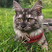 Nimbus joined the competition — help win amazing prizes! animal, cat, close_up, cute, daylight, ears, face, feline, fur, grass, greenery, harness, mammal, nature, outdoor, pet, portrait, relaxed, whiskers, yellow_eyes