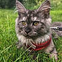animal, cat, close_up, cute, daylight, ears, face, feline, fur, grass, greenery, harness, mammal, nature, outdoor, pet, portrait, relaxed, whiskers, yellow_eyes