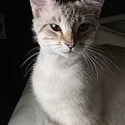 Mr. Meow joined the competition — help win amazing prizes! animal, calm, cat, close_up, cute, domestic_animal, ears, eyes, face, feline, fur, indoor, mammal, pet, portrait, resting, sitting, soft, texture, whiskers