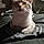 Mr. Meow