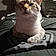 Mr. Meow