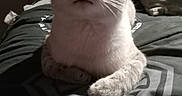 Mr. Meow joined the competition — help win amazing prizes! animal, blanket, cat, closeup, comfort, cozy, cute, domestic, feline, fur, home, indoor, mammal, paws, pet, portrait, relaxed, resting, sleepy, whiskers