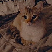 Mr. Meow is registered to the contest to win money with this photo: animal, bed, blanket, cat, cozy, cute, domestic, ears, eyes, feline, fur, indoor, mammal, pet, relaxed, resting, soft, striped, warm, whiskers
