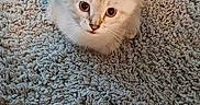 Mr. Meow joined the competition — help win amazing prizes! animal, carpet, cat, cozy, cute, domestic, ears, floor, fur, indoor, kitten, looking_up, pet, shadow, sitting, small, texture, whiskers, white_fur, young