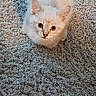 Mr. Meow joined the competition — help win amazing prizes! animal, carpet, cat, cozy, cute, domestic, ears, floor, fur, indoor, kitten, looking_up, pet, shadow, sitting, small, texture, whiskers, white_fur, young