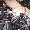 Mr. Meow is registered to the contest to win money with this photo: animal, black_and_white, blanket, cat, comfort, cozy, cute, feline, fur, indoor, mouth_open, patterned_blanket, pet, relaxed, resting, sleeping, soft, striped, tabby, whiskers