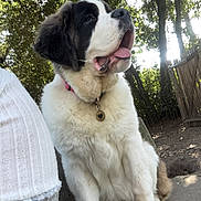 Vixie a rejoint le concours — aidez-le/la à gagner de superbes lots ! dog, saint_bernard, outdoor, bench, pet, canine, tongue_out, fur, collar, tag, trees, sunlight, shade, nature, park, animal, sitting, cute, large_dog, friendly