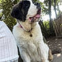 dog, saint_bernard, outdoor, bench, pet, canine, tongue_out, fur, collar, tag, trees, sunlight, shade, nature, park, animal, sitting, cute, large_dog, friendly