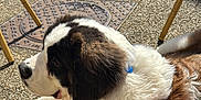 Vixie participe au concours pour gagner de l'argent avec cette photo : dog, saint_bernard, puppy, outdoor, sunlight, patio, pebbled_floor, leash, collar, chair, shadow, street, sidewalk, relaxed, pet, animal, furry, large_dog, daytime, closeup