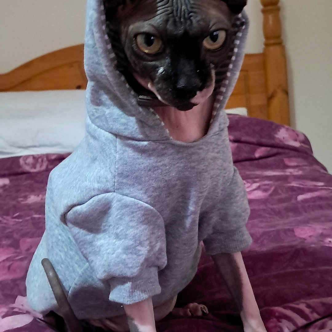 Mr Drogees joined the competition — help win amazing prizes! animal, bed, bedroom, blanket, canine, cat, clothing, face, furniture, head, homedecor, hoodie, indoors, interiordesign, person, pet, photography, portrait, purple, room