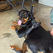 Lola joined the competition — help win amazing prizes! rottweiler, dog, indoor, floor, harness, tongue_out, happy, pet, canine, black_and_tan, lying_down, looking_back, metal_furniture, fan, concrete_floor, domestic, animal, companion, relaxed, casual