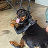 rottweiler, dog, indoor, floor, harness, tongue_out, happy, pet, canine, black_and_tan, lying_down, looking_back, metal_furniture, fan, concrete_floor, domestic, animal, companion, relaxed, casual