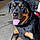 Lola