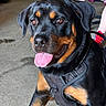 Lola is registered to the contest to win money with this photo: rottweiler, dog, pet, indoor, concrete_floor, black_harness, panting, tongue_out, happy, animal, canine, close_up, sitting, domestic_animal, mammal, fur, ears, nose, eyes, legs