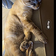 Bandit is registered to the contest to win money with this photo: cat, sleeping, couch, fur, paws, sunlight, indoor, relaxed, pet, animal, cozy, resting, feline, soft, closeup, phone_screen, technology_overlay, shadow, home, comfortable