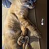 cat, sleeping, couch, fur, paws, sunlight, indoor, relaxed, pet, animal, cozy, resting, feline, soft, closeup, phone_screen, technology_overlay, shadow, home, comfortable