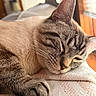 Bandit joined the competition — help win amazing prizes! cat, sleeping, close_up, feline, paw, fur, whiskers, resting, indoor, blanket, cozy, cute, pet, animal, soft_light, relaxed, mammal, tabby, face, ears